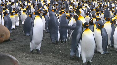 Two  king penguins (Aptenodytes patagonicus) fighting over a mate on Macquarie Island (AU)