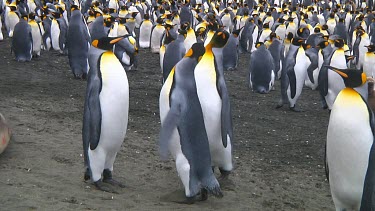 Two  king penguins (Aptenodytes patagonicus) fighting over a mate on Macquarie Island (AU)