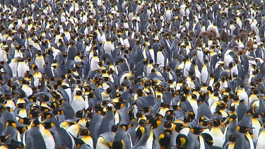 View of a colony of king penguins (Aptenodytes patagonicus) on Macquarie Island (AU)