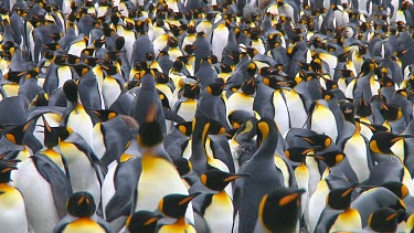 View of a colony of king penguins (Aptenodytes patagonicus) on Macquarie Island (AU)