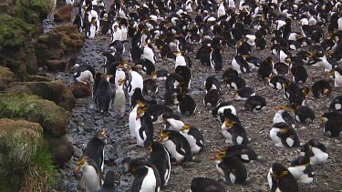 View of the edge of a colony of royal penguins (Eudyptes schlegeli) on Macquarie Island (AU)
