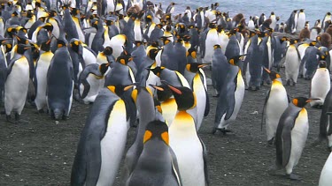 Two  king penguins (Aptenodytes patagonicus) fighting over a mate on Macquarie Island (AU)