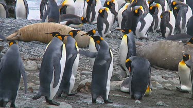 Two  king penguins (Aptenodytes patagonicus) fighting over a mate on Macquarie Island (AU)