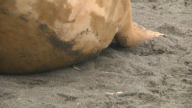 Young elephant seal (Mirounga leonina) resting on Macquarie Island (AU)