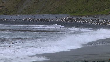 Royal penguins (Eudyptes schlegeli) landing on the beach of Macquarie Island (AU)