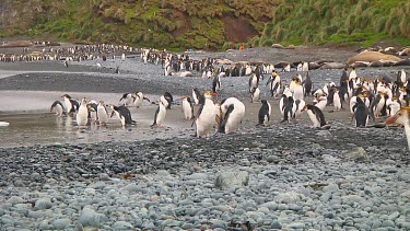 Royal penguins (Eudyptes schlegeli) walking on the beach of Macquarie Island (AU)