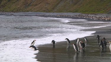 Royal penguins (Eudyptes schlegeli) walking into and out of the ocean on Macquarie Island (AU)