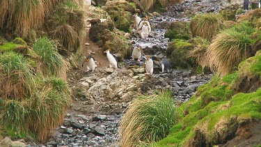 Royal penguins (Eudyptes schlegeli) walking up and down a hill on Macquarie Island (AU)