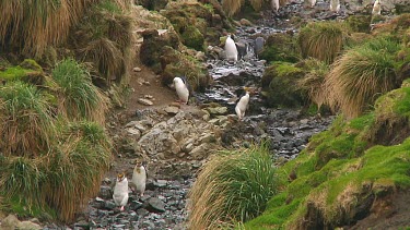 Royal penguins (Eudyptes schlegeli) walking up and down a hill on Macquarie Island (AU)