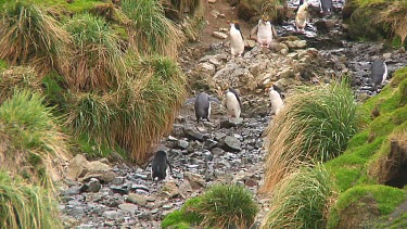 Royal penguins (Eudyptes schlegeli) walking up and down a hill on Macquarie Island (AU)