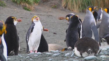 Royal penguin (Eudyptes schlegeli) preening on Macquarie Island (AU)