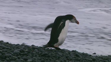 Royal penguin (Eudyptes schlegeli) walking into the ocean on Macquarie Island (AU)