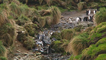 Royal penguins (Eudyptes schlegeli) walking up and down a hill on Macquarie Island (AU)