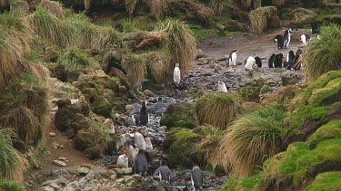 Royal penguins (Eudyptes schlegeli) walking up and down a hill on Macquarie Island (AU)