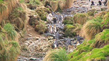 Royal penguins (Eudyptes schlegeli) walking up and down a hill on Macquarie Island (AU)