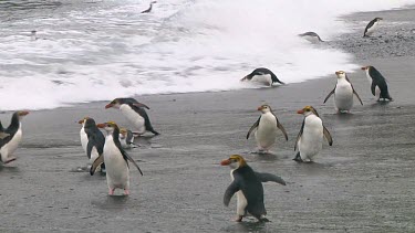 Royal penguins (Eudyptes schlegeli) walking into the ocean on Macquarie Island (AU)