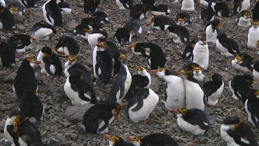 Royal penguin (Eudyptes schlegeli) lost in the colony on Macquarie Island (AU)