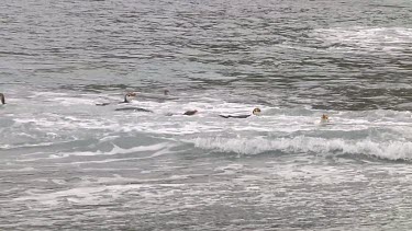 Royal penguins (Eudyptes schlegeli) washing in the ocean on Macquarie Island (AU)