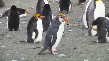 Royal penguin (Eudyptes schlegeli) with pebble in its beak walking on the beach of Macquarie Island (AU)