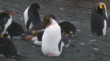 Royal penguin (Eudyptes schlegeli) preening on Macquarie Island (AU)