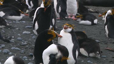 Royal penguins (Eudyptes schlegeli) preening on Macquarie Island (AU)
