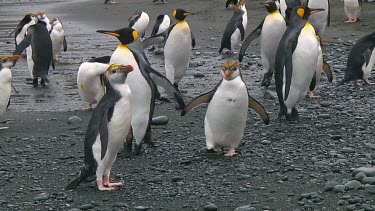 Royal penguins (Eudyptes schlegeli) fighting on the beach on Macquarie Island (AU)