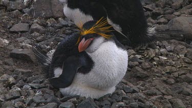 Royal penguin (Eudyptes schlegeli) on its nest on Macquarie Island (AU)