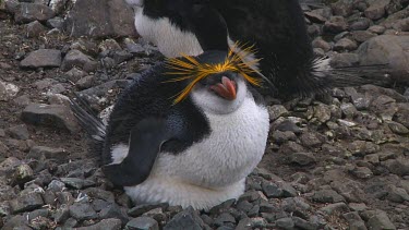 Royal penguin (Eudyptes schlegeli) on its nest on Macquarie Island (AU)