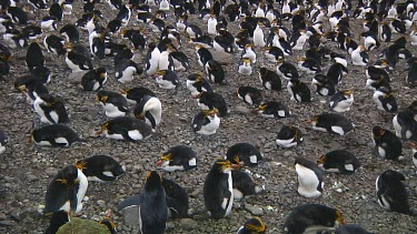 View of a colony of royal penguins (Eudyptes schlegeli) on Macquarie Island (AU)