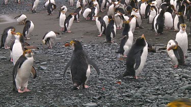 Royal penguins (Eudyptes schlegeli) on the beach of Macquarie Island (AU)