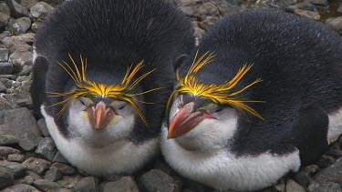 Royal penguins (Eudyptes schlegeli) on their nest on Macquarie Island (AU)