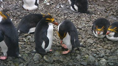 Royal penguins (Eudyptes schlegeli) on their nest on Macquarie Island (AU)