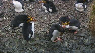 Royal penguins (Eudyptes schlegeli) fighting in the colony on Macquarie Island (AU)