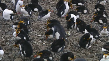 Royal penguins (Eudyptes schlegeli) on their nest on Macquarie Island (AU)