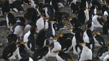 Royal penguin (Eudyptes schlegeli) lost in the colony on Macquarie Island (AU)