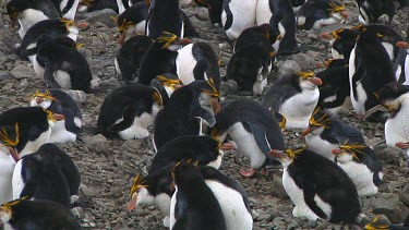 Royal penguins (Eudyptes schlegeli) greeting on their nest on Macquarie Island (AU)