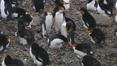 Royal penguins (Eudyptes schlegeli) greeting on their nest on Macquarie Island (AU)