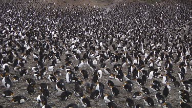 View of a colony of royal penguins (Eudyptes schlegeli) on Macquarie Island (AU)