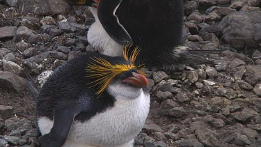 Royal penguin (Eudyptes schlegeli) on its nest on Macquarie Island (AU)