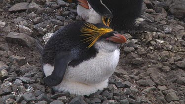 Royal penguin (Eudyptes schlegeli) on its nest on Macquarie Island (AU)