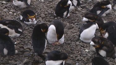 Royal penguin (Eudyptes schlegeli) on its nest on Macquarie Island (AU)