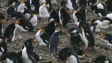 Royal penguin (Eudyptes schlegeli) lost in the colony on Macquarie Island (AU)