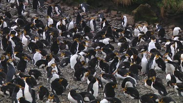 View of a colony of royal penguins (Eudyptes schlegeli) on Macquarie Island (AU)