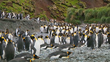 View of a colony of king penguins (Aptenodytes patagonicus) on Macquarie Island (AU)