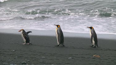 King penguins (Aptenodytes patagonicus) and royal penguins (Eudyptes schlegeli) walking on the beach on Macquarie Island (AU)