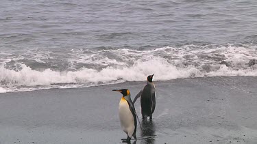 King penguins (Aptenodytes patagonicus) on the beach on Macquarie Island (AU)