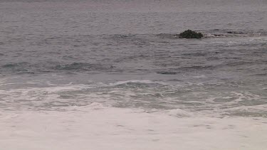 Royal penguin (Eudyptes schlegeli) washing in the ocean on Macquarie Island (AU)