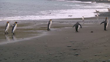 King penguins (Aptenodytes patagonicus) walking on the beach on Macquarie Island (AU)