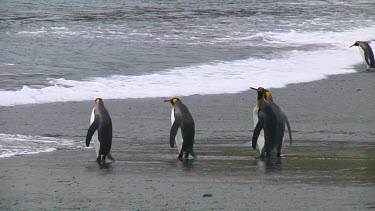 King penguins (Aptenodytes patagonicus) walking into the ocean on Macquarie Island (AU)