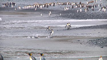 King penguins (Aptenodytes patagonicus) landing on the beach on Macquarie Island (AU)
